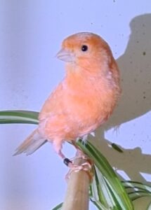 Screenshot_20220117-201715_Motion photo viewer